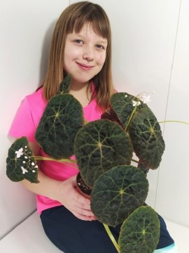 Бегония Goegoensis